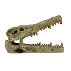 Pangea Crocodile Skull -Repti Life Shop pangea pangea crocodile skull 80949.1630684913