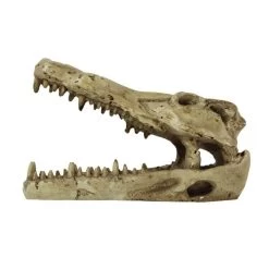 Pangea Crocodile Skull -Repti Life Shop pangea pangea crocodile skull 86464.1630684913