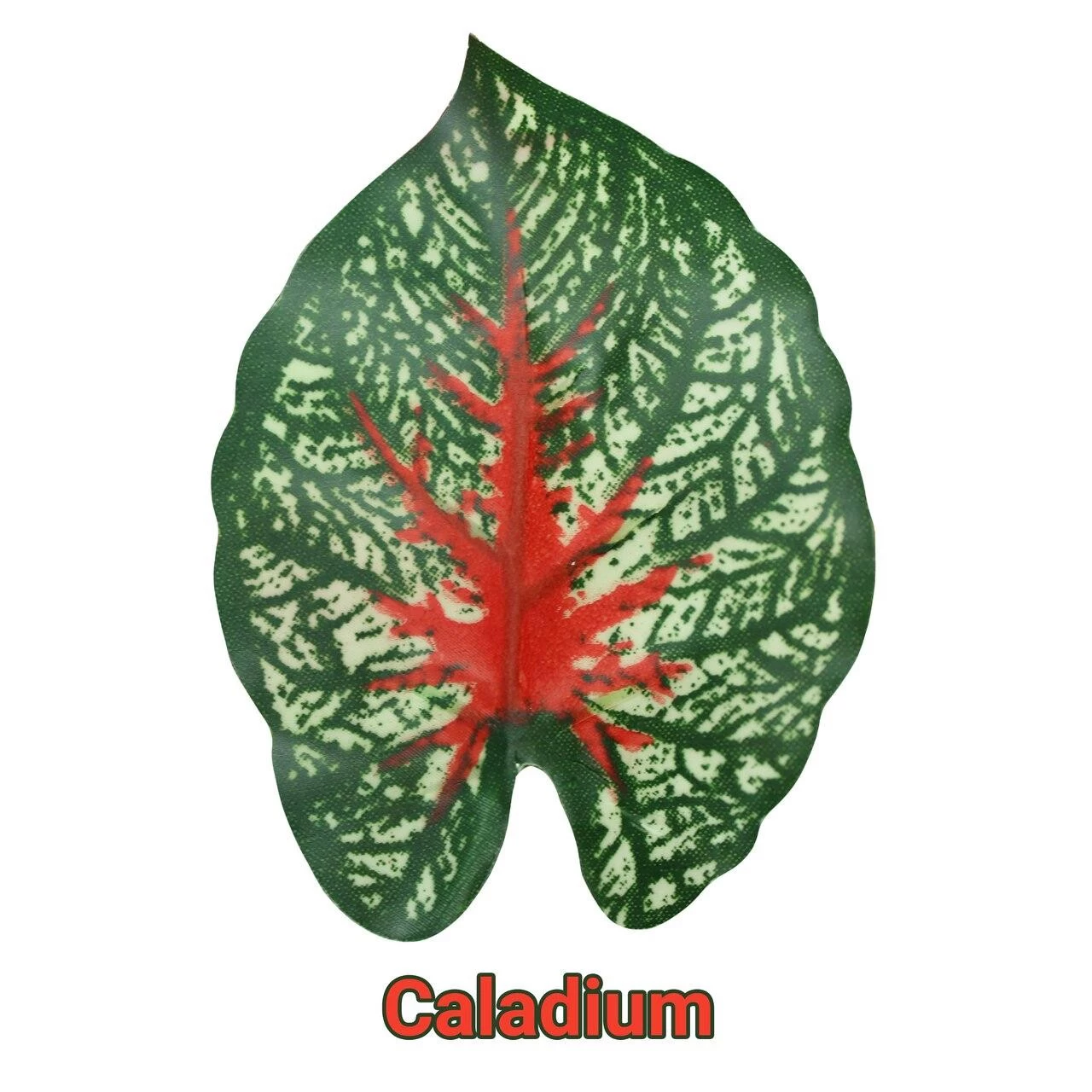 Pangea Hanging Bush 18 In. Caladium 2 Pangea Hanging Bush 18 In. Caladium - Image 2