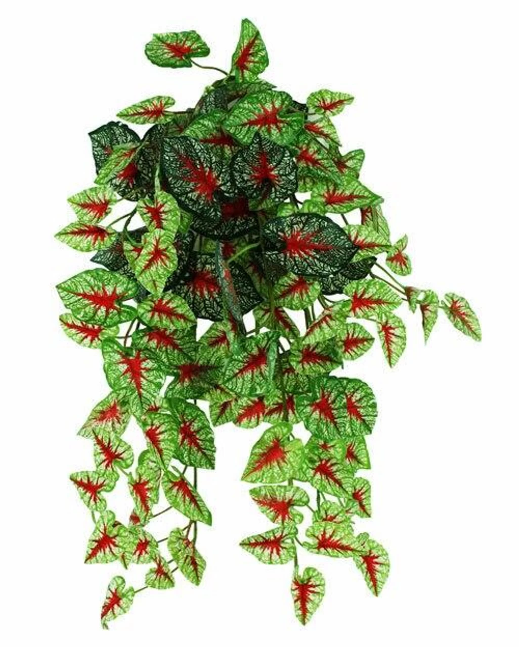 Pangea Hanging Bush 18 In. Caladium 1 Pangea Hanging Bush 18 In. Caladium