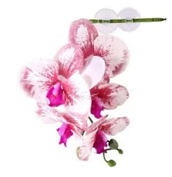 PANGEA HANGING ORCHIDS - WHITE
