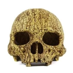 Pangea Human Skull Cave -Repti Life Shop pangea pangea human skull cave 94993.1630684982