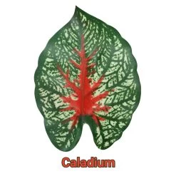 Pangea Leafy Vine Caladium 7 Pangea Leafy Vine Caladium -Repti Life Shop pangea pangea leafy vine caladium 39453.1634144326