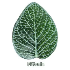 Pangea Leafy Vine Fittonia -Repti Life Shop pangea pangea leafy vine fittonia 07682.1634144333