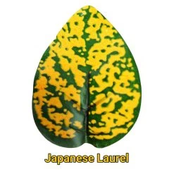 Pangea Leafy Vine Japanese Laurel -Repti Life Shop pangea pangea leafy vine japanese laurel 76166.1634144309