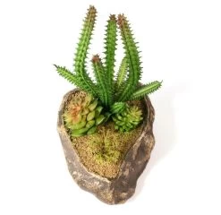 PANGEA SUCCULENT GARDEN #1 -Repti Life Shop pangea pangea succulent garden 1 41881.1620676653