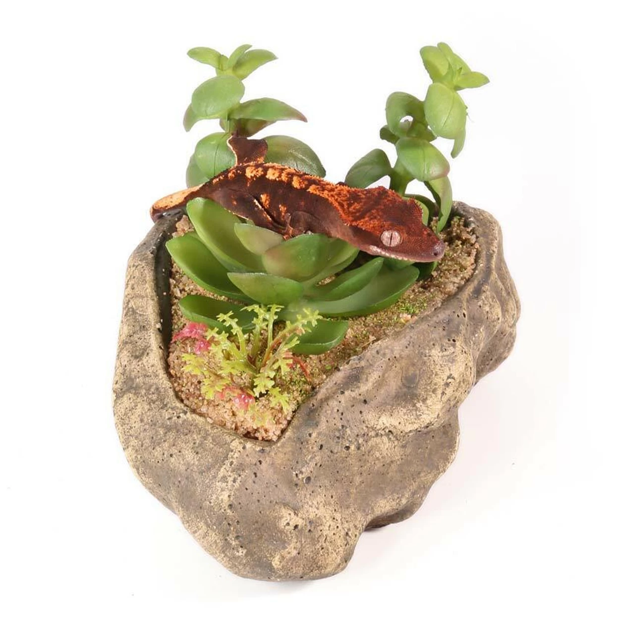 PANGEA SUCCULENT GARDEN #2 2 PANGEA SUCCULENT GARDEN #2 - Image 2