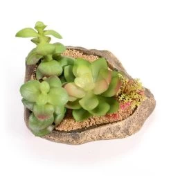 PANGEA SUCCULENT GARDEN #2 7 PANGEA SUCCULENT GARDEN #2 -Repti Life Shop pangea pangea succulent garden 2 39074.1620676154