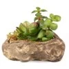 PANGEA SUCCULENT GARDEN #2