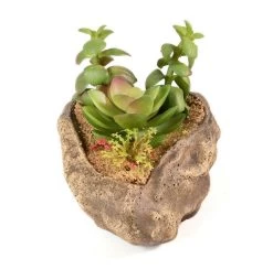 PANGEA SUCCULENT GARDEN #2 8 PANGEA SUCCULENT GARDEN #2 -Repti Life Shop pangea pangea succulent garden 2 82755.1620674362