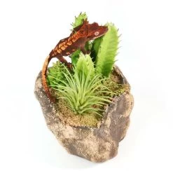 PANGEA SUCCULENT GARDEN #3 8 PANGEA SUCCULENT GARDEN #3 -Repti Life Shop pangea pangea succulent garden 3 29817.1642705207