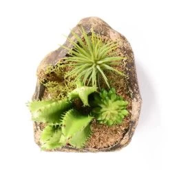 PANGEA SUCCULENT GARDEN #3 10 PANGEA SUCCULENT GARDEN #3 -Repti Life Shop pangea pangea succulent garden 3 75233.1642705207