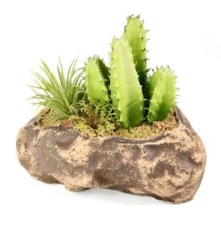 PANGEA SUCCULENT GARDEN #3 9 PANGEA SUCCULENT GARDEN #3 -Repti Life Shop pangea pangea succulent garden 3 75551.1642705207