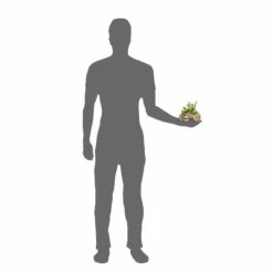 PANGEA SUCCULENT GARDEN #4 -Repti Life Shop pangea pangea succulent garden 4 22071.1642705193