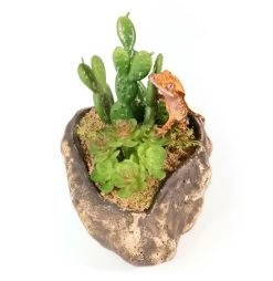 PANGEA SUCCULENT GARDEN #4 -Repti Life Shop pangea pangea succulent garden 4 72073.1642705193