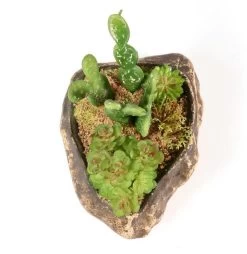 PANGEA SUCCULENT GARDEN #4 -Repti Life Shop pangea pangea succulent garden 4 95092.1642705193