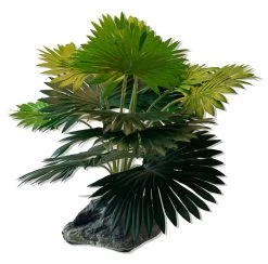 Fan Palm, Mini