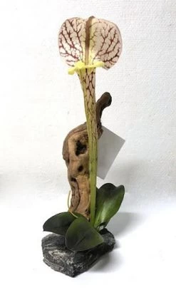 Pitcher Plant With Driftwood