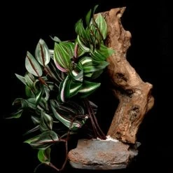 Tropical Plant With Stone And Wood, Assorted