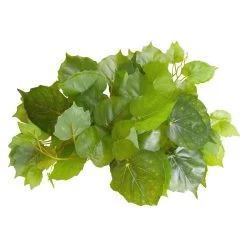 Reptile Treasures Pothos Plant 60in