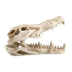 Reptile Treasures Shelter Dino Skull 10in -Repti Life Shop reptile treasures shelter dino skull 10in 66985.1708058534