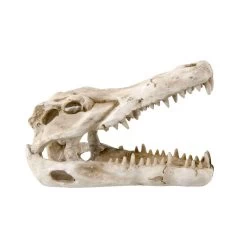 Reptile Treasures Shelter Dino Skull 6in