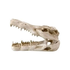 Reptile Treasures Shelter Dino Skull 6in -Repti Life Shop reptile treasures shelter dino skull 6in 67512.1708058414