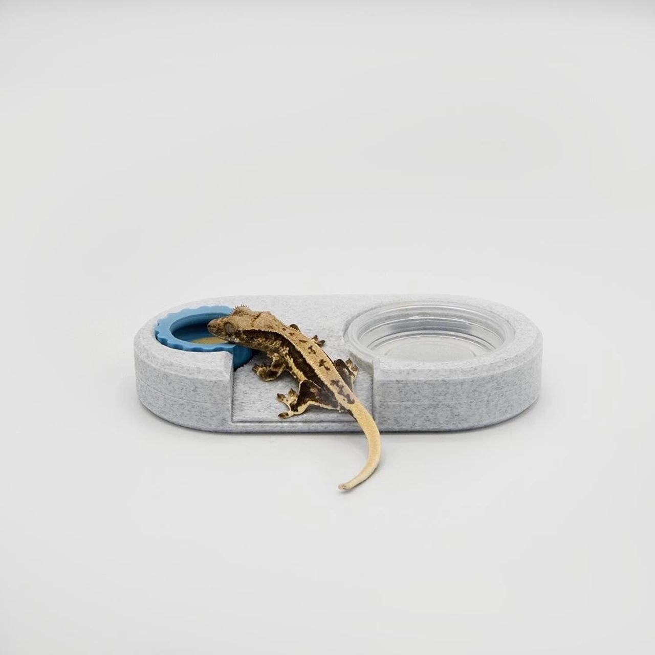 Dual Feeding Cup Holder Ramped (*Charitable Donation) 13 Dual Feeding Cup Holder Ramped (*Charitable Donation) - Image 13