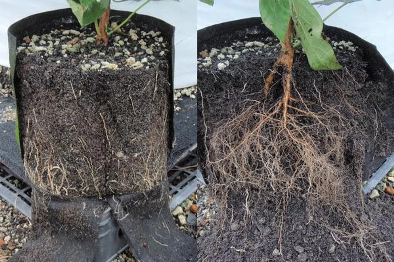 The BioDude Chameleon Tree Pouch, 18" X 18" 2 The BioDude Chameleon Tree Pouch, 18" X 18" - Image 2