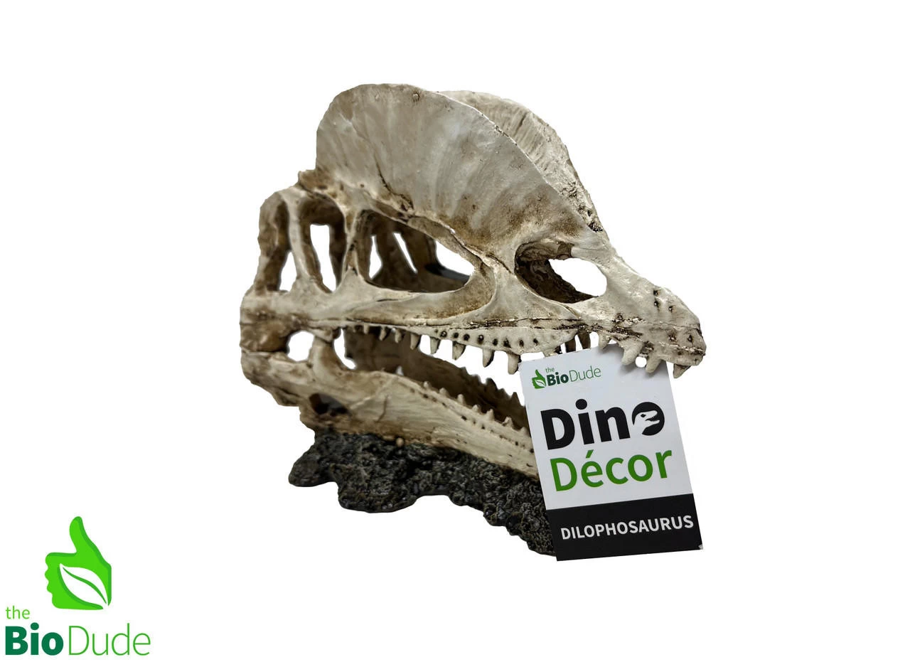 The Bio Dude - Dino Decor - Dilophosaurus 2 The Bio Dude - Dino Decor - Dilophosaurus - Image 2