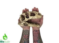 The Bio Dude - Dino Decor - T-Rex -Repti Life Shop the biodude the bio dude dino decor t rex 23246.1703041037