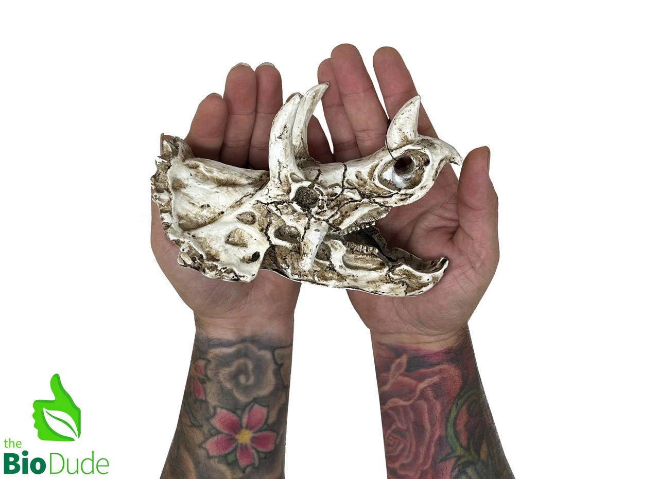 The Bio Dude - Dino Decor - Triceratops 2 The Bio Dude - Dino Decor - Triceratops - Image 2