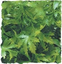 Zoo Med Cannabis Medium 14"