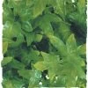 Zoo Med Congo Ivy Large 20"