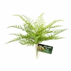 Zoo Med Lace Fern