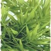 Zoo Med Madagascar Bamboo Large 20"