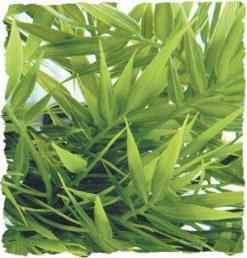 Zoo Med Madagascar Bamboo Medium 14"
