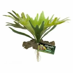 Zoo Med Staghorn Fern