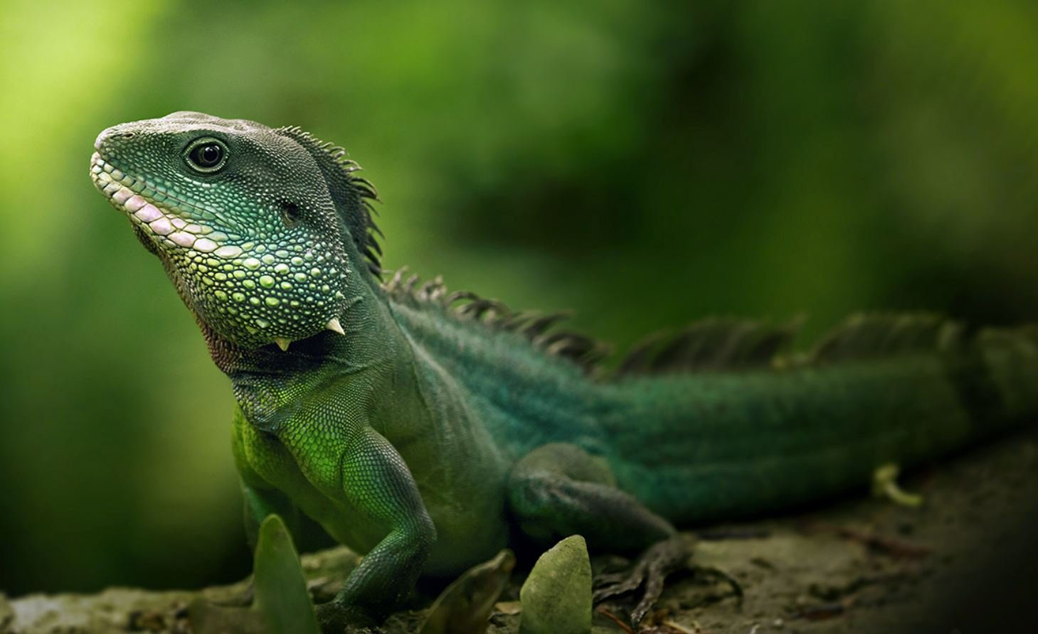 Repti Life Shop -Repti Life Shop rong dat 1